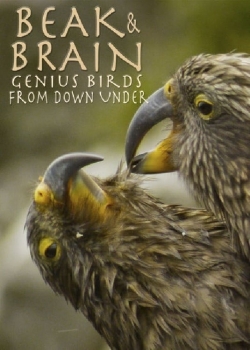 Watch Free Beak & Brain - Genius Birds from Down Under Full Movies MyFamilyTV